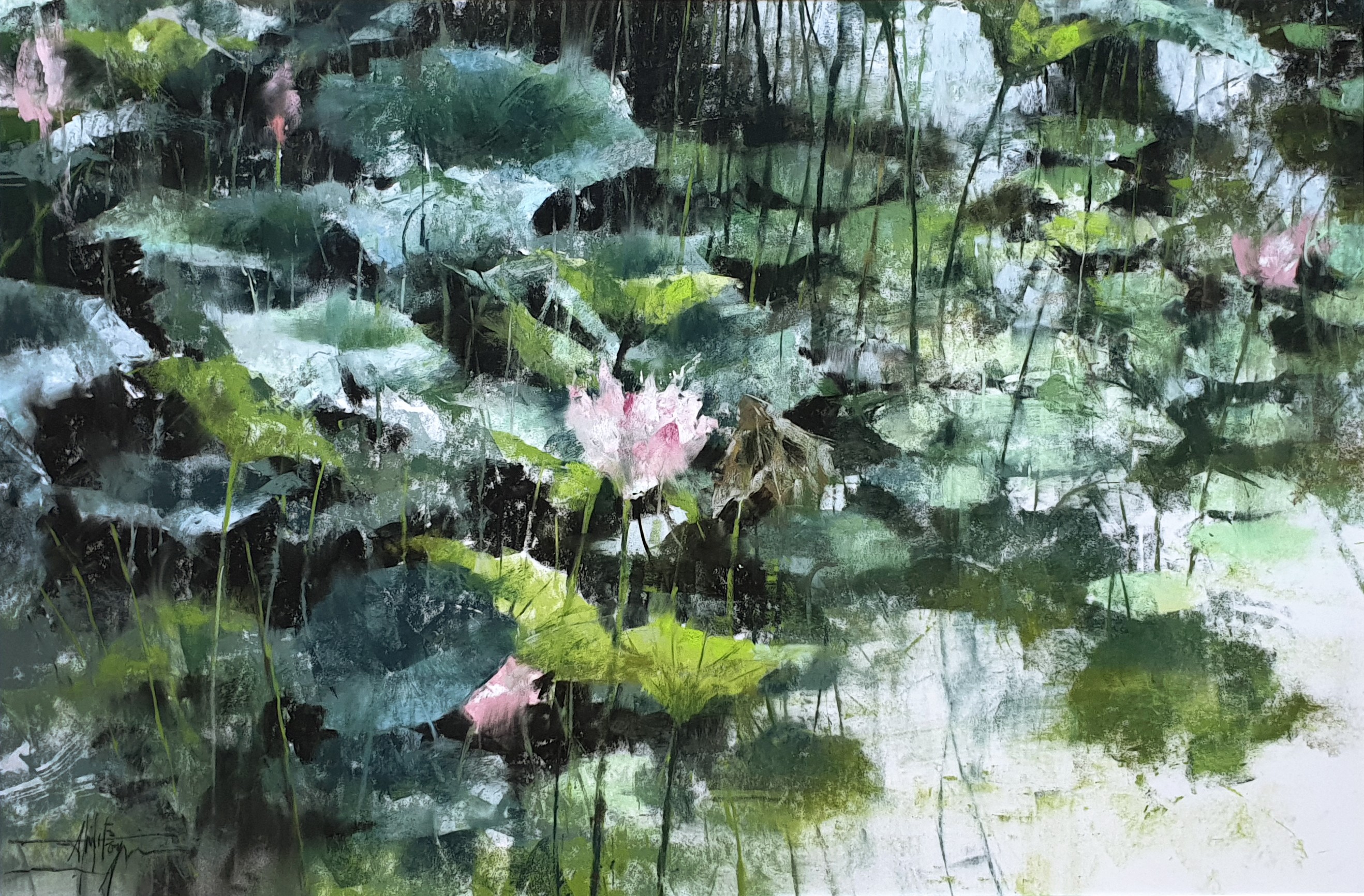 Lotus & nénuphars